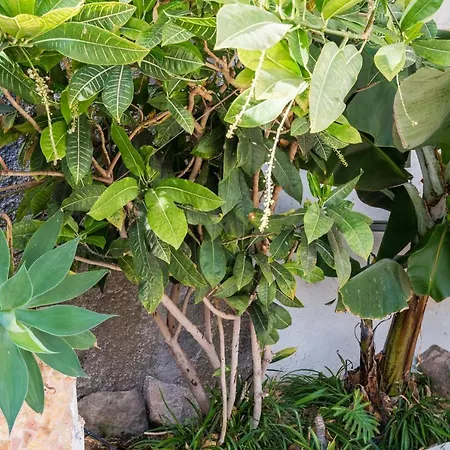 Palm Puerto Rico (Gran Canaria)